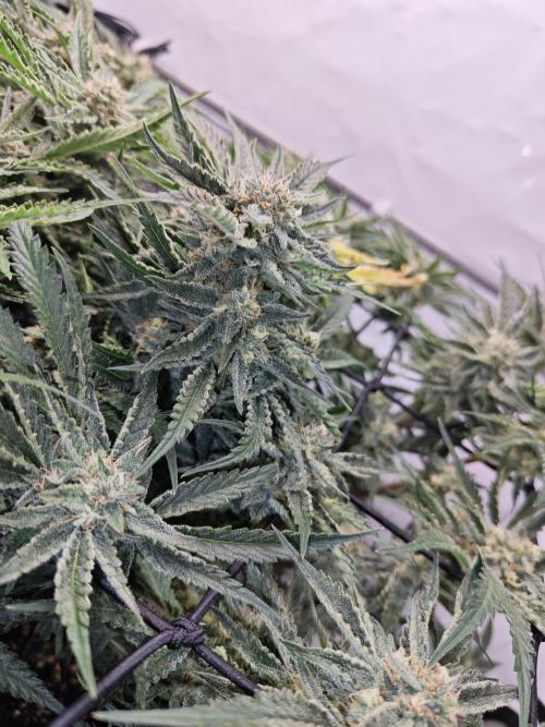 Cherry Cola Auto AC Infinity AI+. Week 9 - Den 63 pravá květ