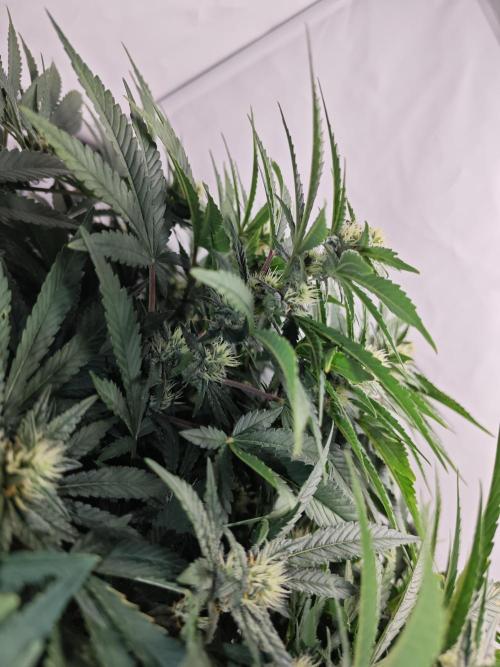 Cherry Cola Auto AC Infinity AI+. Week 9 - Den 63 levá