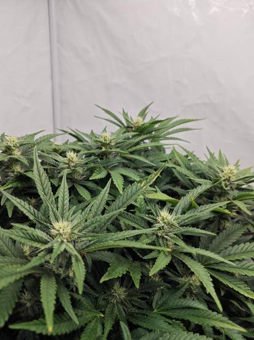 Cherry Cola Auto AC Infinity AI+. Week 9 - Den 63 levá