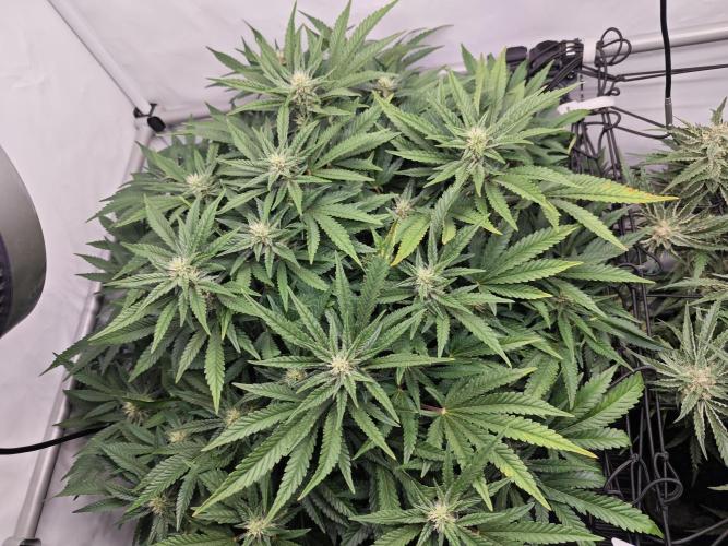 Cherry Cola Auto AC Infinity AI+. Week 9 - Den 63 levá