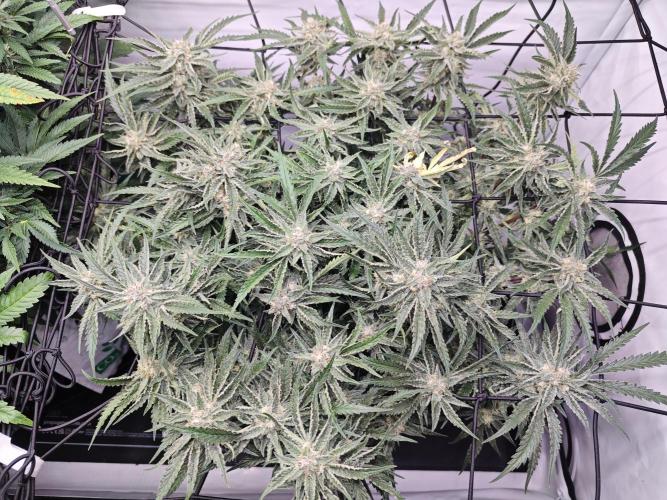 Cherry Cola Auto AC Infinity AI+. Week 9 - Den 63 pravá 