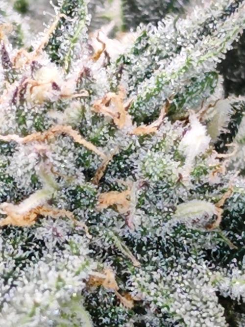 Cherry Cola Auto AC Infinity AI+. Week 9 - Den 63 pravá květ
