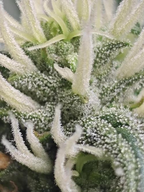 Cherry Cola Auto AC Infinity AI+. Week 9 - Den 65 levá květ 