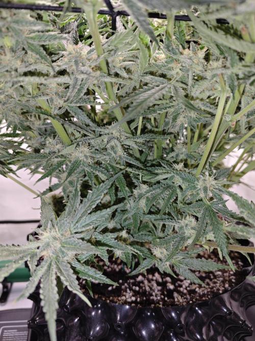 Cherry Cola Auto AC Infinity AI+. Week 9 - Den 66 pravá 