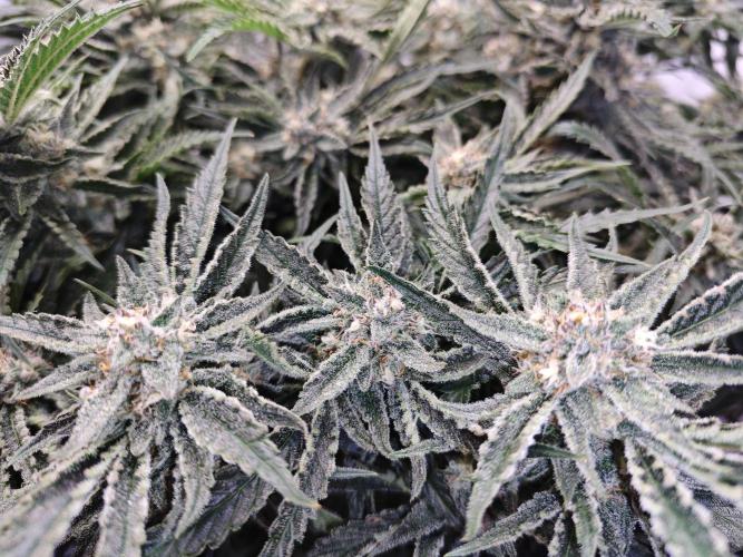Cherry Cola Auto AC Infinity AI+. Week 9 - Den 66 pravá květ