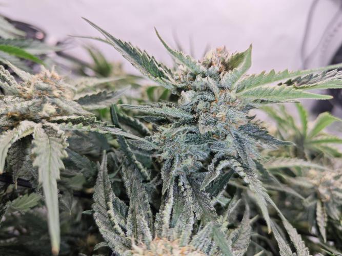 Cherry Cola Auto AC Infinity AI+. Week 9 - Den 66 pravá květ