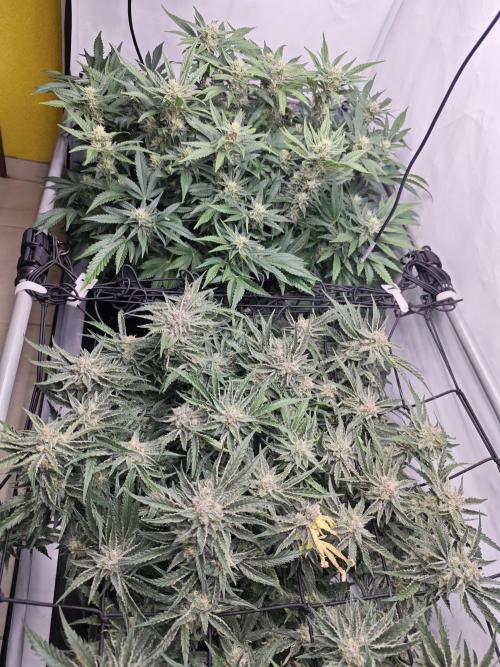 Cherry Cola Auto AC Infinity AI+. Week 9 - Den 66 