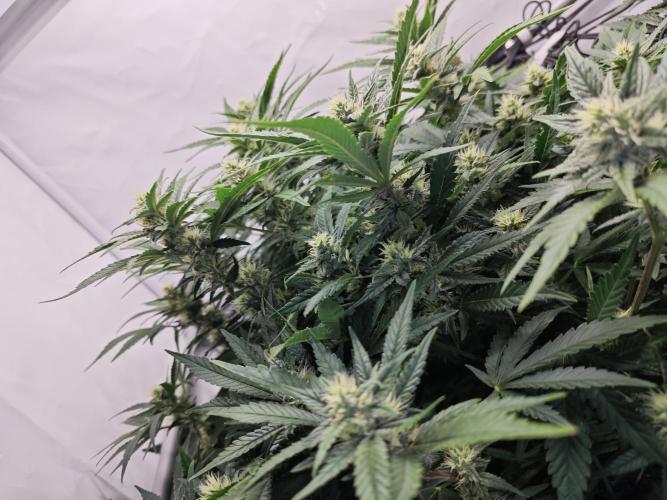 Cherry Cola Auto AC Infinity AI+. Week 9 - Den 66 levá po defoliaci