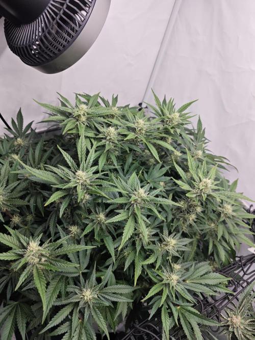 Cherry Cola Auto AC Infinity AI+. Week 9 - Den 66 levá po defoliaci