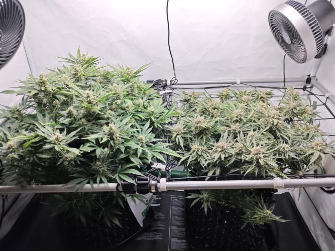 Cherry Cola Auto AC Infinity AI+. Week 10 - Den 72