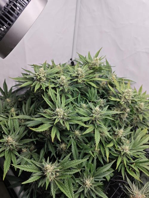 Cherry Cola Auto AC Infinity AI+. Week 10 - Den 72 levá