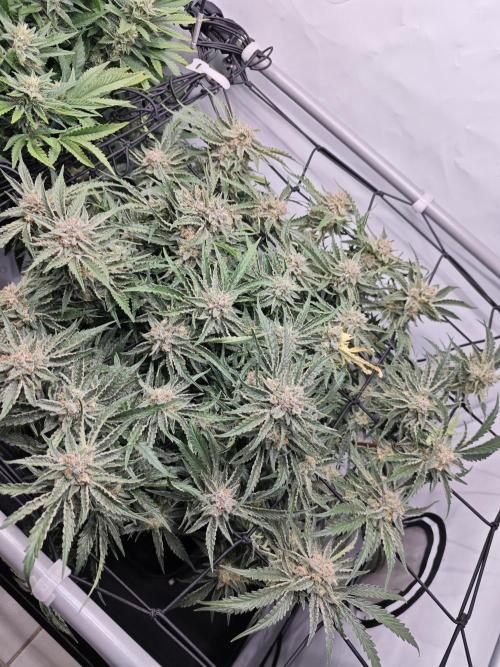 Cherry Cola Auto AC Infinity AI+. Week 10 - Den 72 pravá