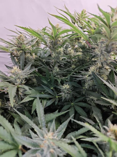 Cherry Cola Auto AC Infinity AI+. Week 10 - Den 72 levá