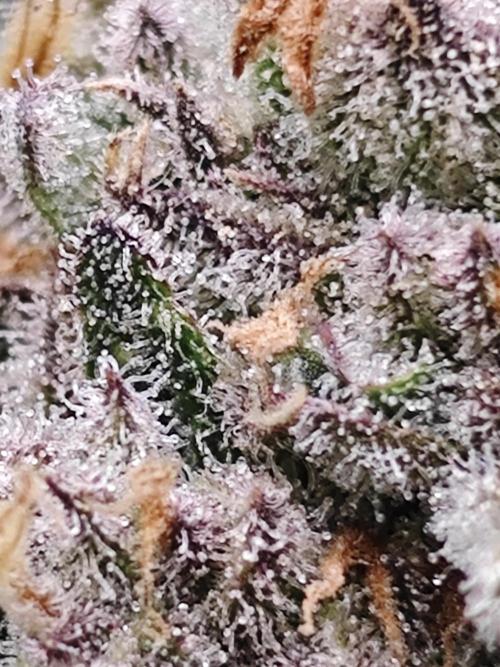 Cherry Cola Auto AC Infinity AI+. Week 10 - Den 72 pravá květ