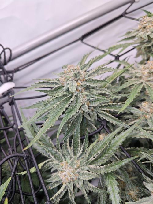 Cherry Cola Auto AC Infinity AI+. Week 10 - Den 72 pravá květ