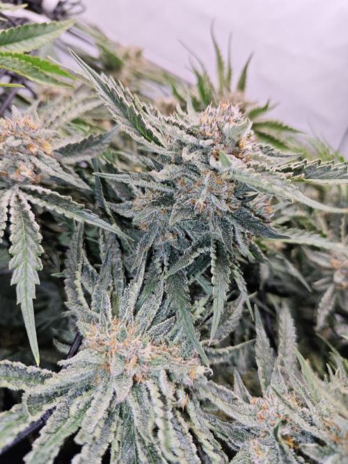 Cherry Cola Auto AC Infinity AI+. Week 10 - Den 72 pravá květ