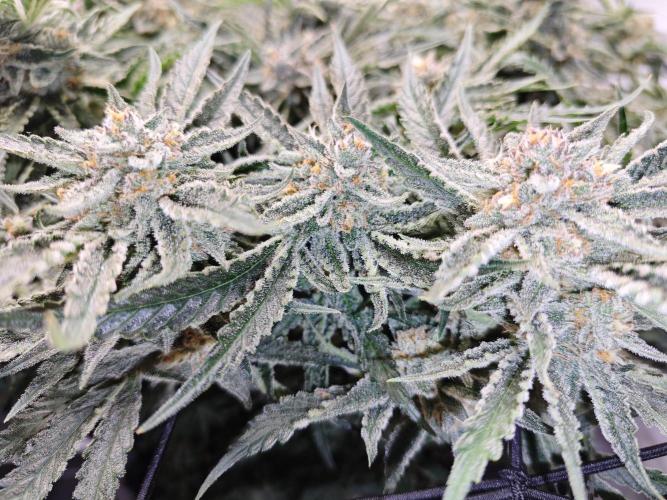 Cherry Cola Auto AC Infinity AI+. Week 10 - Den 72 pravá květ