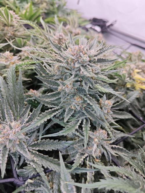 Cherry Cola Auto AC Infinity AI+. Week 10 - Den 72 pravá květ
