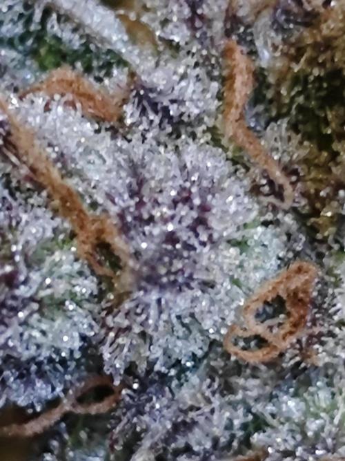 Cherry Cola Auto AC Infinity AI+. Week 11