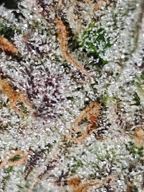 Cherry Cola Auto AC Infinity AI+. Week 11