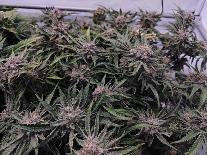 Cherry Cola Auto AC Infinity AI+. Week 11