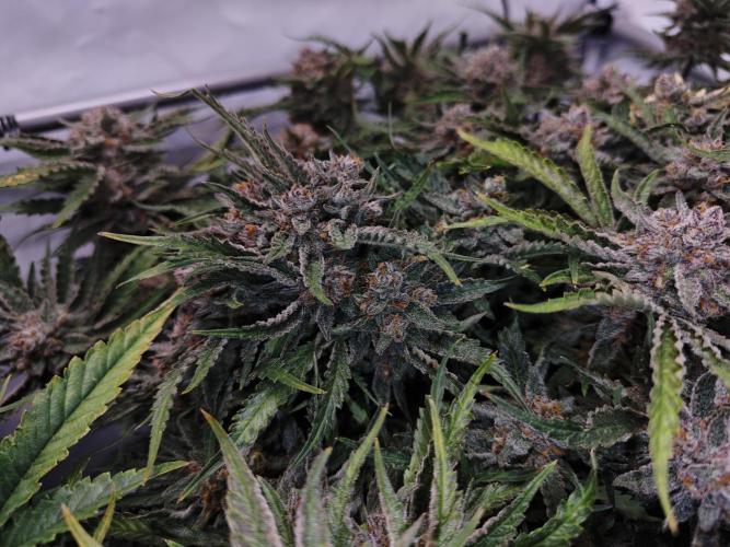 Cherry Cola Auto AC Infinity AI+. Week 11