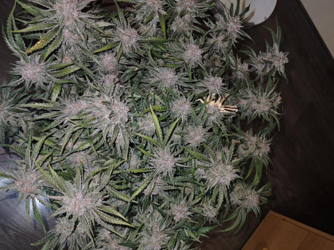 Cherry Cola Auto. Week 11