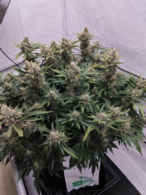 Cherry Cola Auto AC Infinity AI+. Week 11 - Den 81 