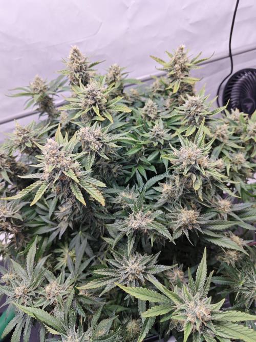 Cherry Cola Auto. Week 11