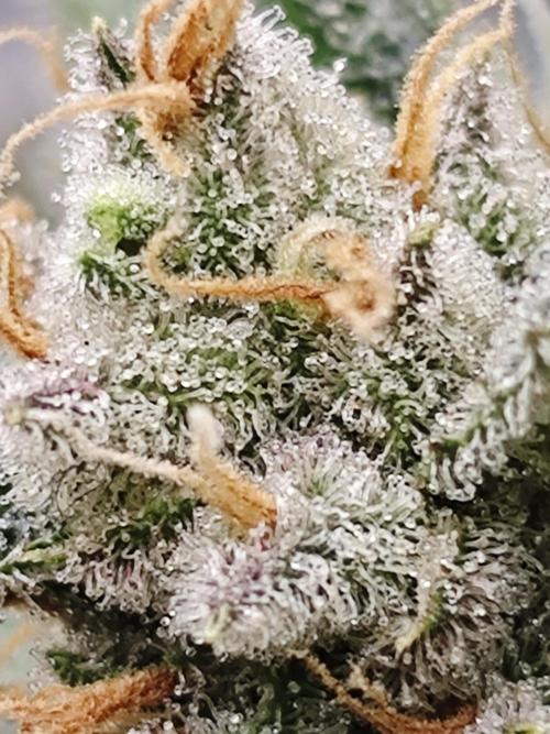 Cherry Cola Auto AC Infinity AI+. Week 12 - Den 84