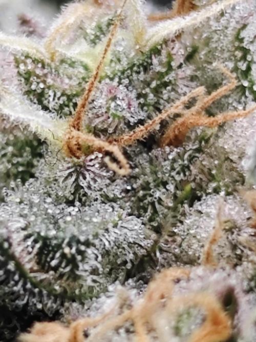 Cherry Cola Auto AC Infinity AI+. Week 12 - Den 84