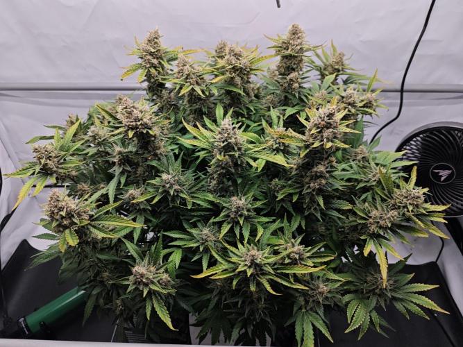 Cherry Cola Auto AC Infinity AI+. Week 12 - Den 86