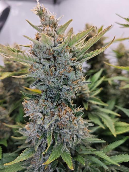 Cherry Cola Auto AC Infinity AI+. Week 12 - Den 86
