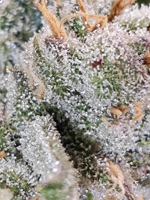 Cherry Cola Auto AC Infinity AI+. Week 12 - Den 86