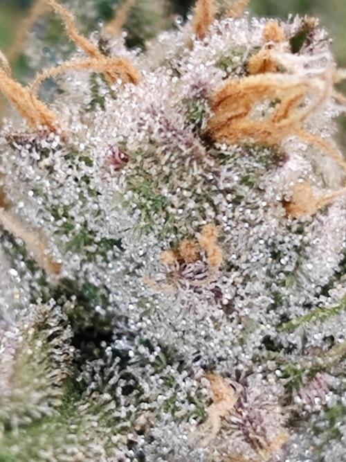 Cherry Cola Auto AC Infinity AI+. Week 12 - Den 86