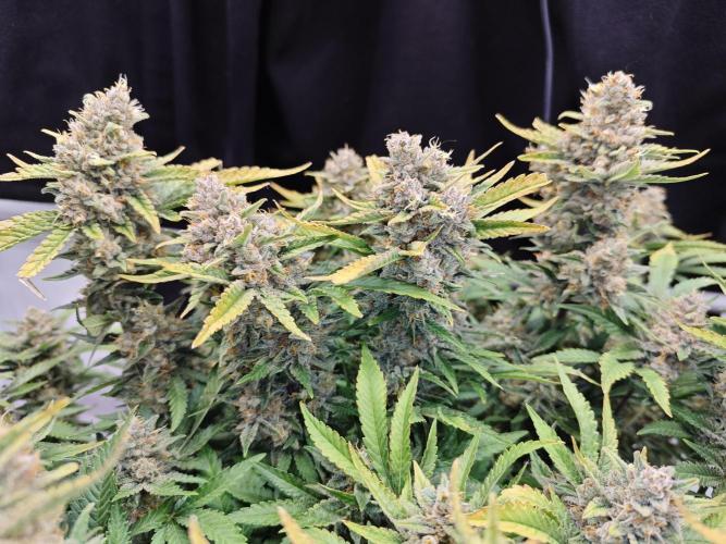 Cherry Cola Auto AC Infinity AI+. Week 12 - Den 89