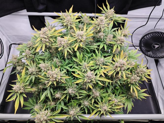 Cherry Cola Auto AC Infinity AI+. Week 12 - Den 89