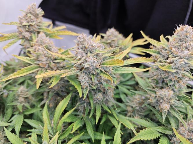 Cherry Cola Auto AC Infinity AI+. Week 12 - Den 89