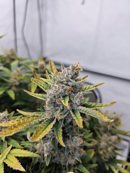 Cherry Cola Auto AC Infinity AI+. Week 12 - Den 89
