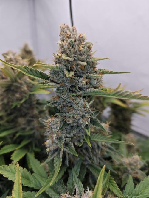 Cherry Cola Auto. Week 12