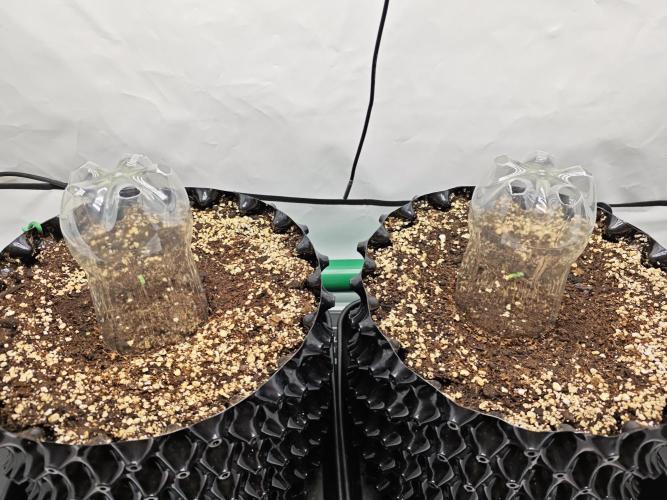 Biscotti Gelato AC Infinity AI+. Week 0 - Den 1 večer