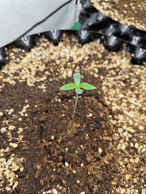 Biscotti Gelato AC Infinity AI+. Week 0 - Den 3 levá