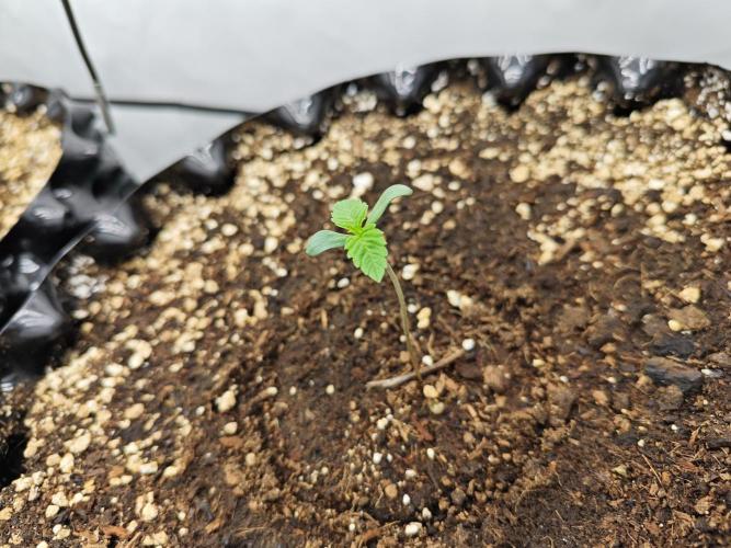 Biscotti Gelato AC Infinity AI+. Week 0 - Den 3 pravá