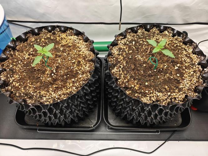 Biscotti Gelato AC Infinity AI+. Week 0 - Den 7