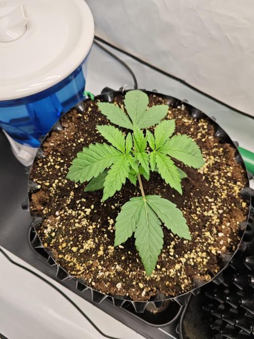 Biscotti Gelato AC Infinity AI+. Week 1 - Den 13 levá