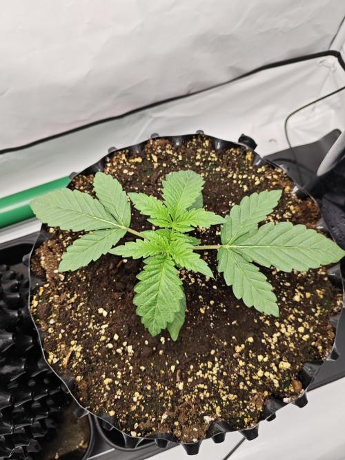 Biscotti Gelato AC Infinity AI+. Week 1 - Den 13 pravá