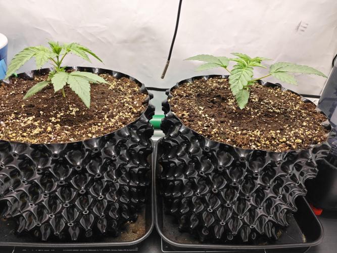 Biscotti Gelato AC Infinity AI+. Week 1 - Den 13 
