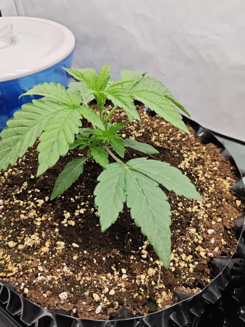 Biscotti Gelato AC Infinity AI+. Week 1 - Den 14 levá