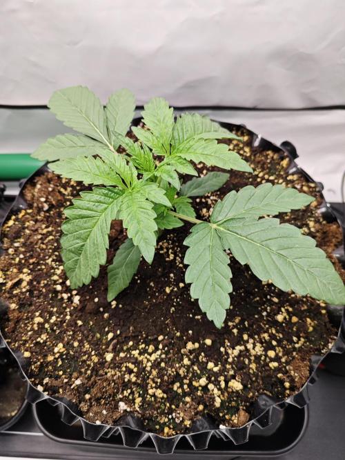 Biscotti Gelato AC Infinity AI+. Week 1 - Den 14 pravá