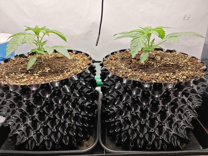 Biscotti Gelato AC Infinity AI+. Week 1 - Den 14